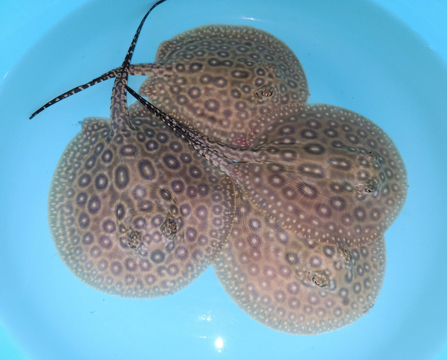 Pearl Freshwater Stingray (Potamotrygon jabuti)