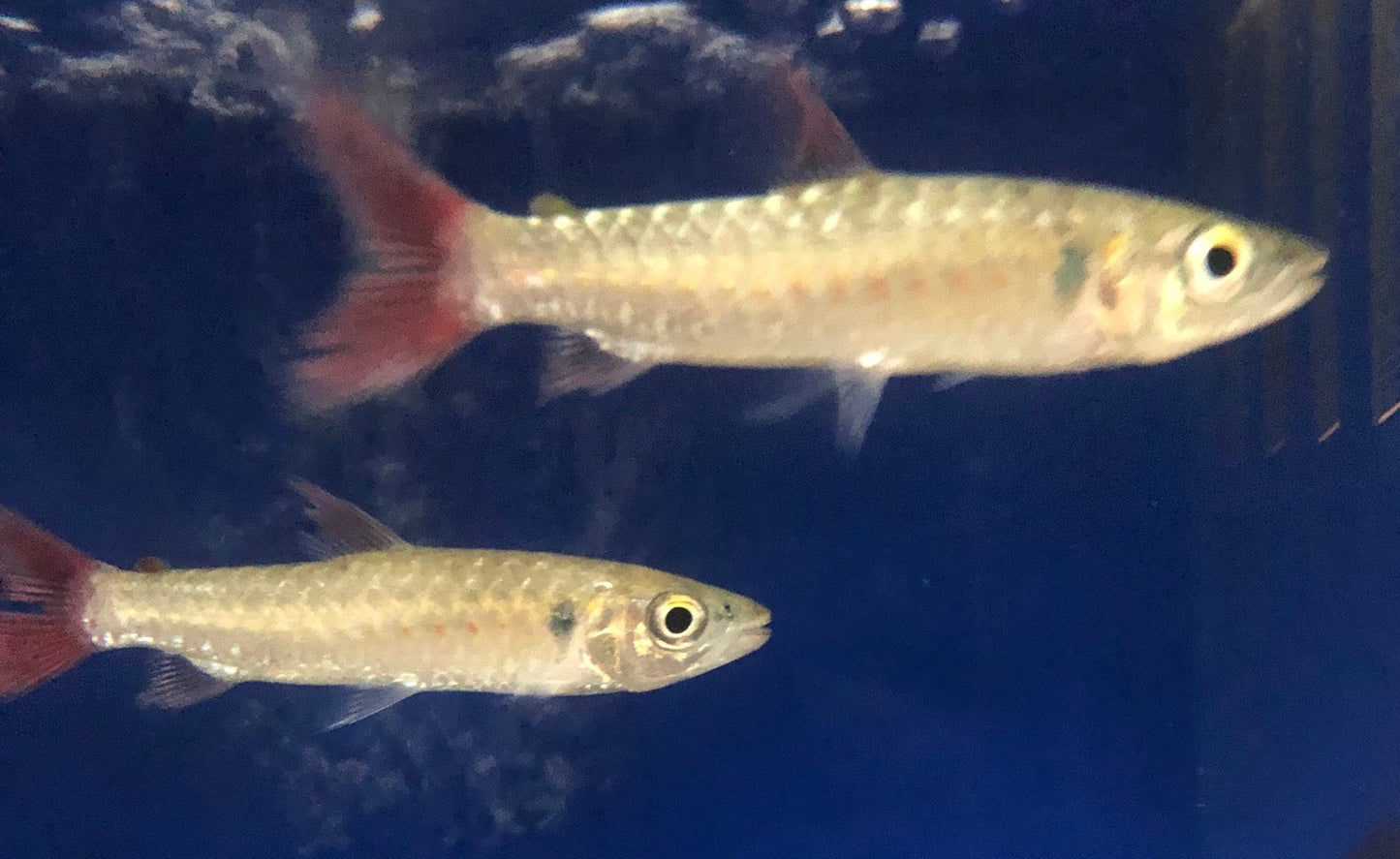 Pinktail Chalceus (Chalceus macrolepidotus)