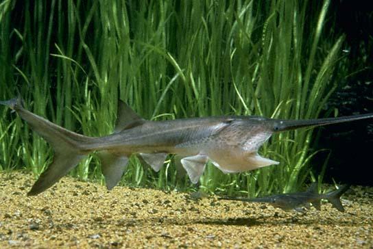 Paddlefish (Polyodon spathula)