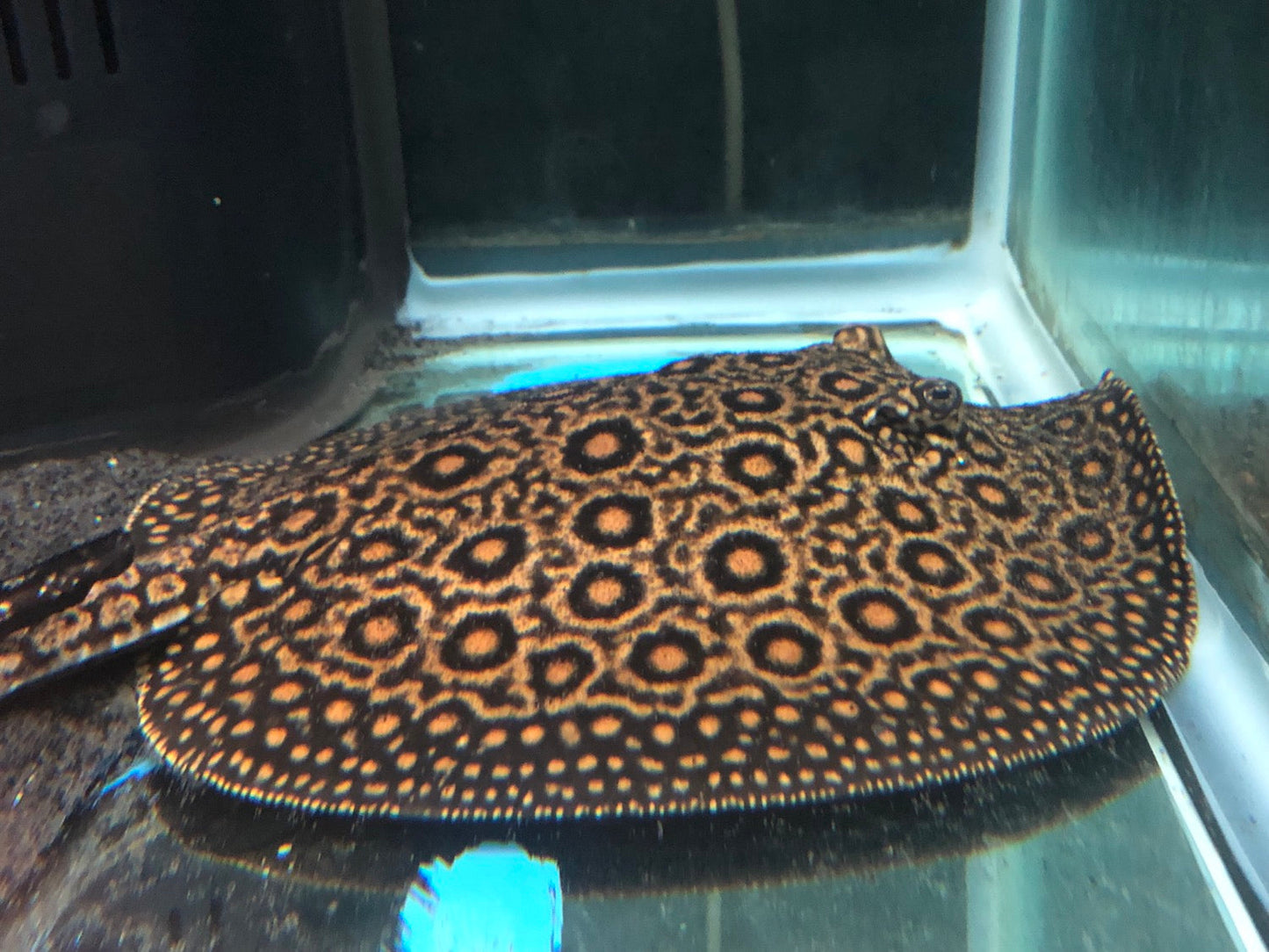 Mini Marble Motoro Stingray