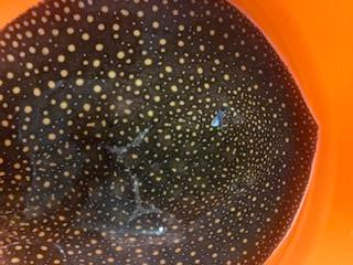 Otorongo Stingray Potamotrygon Castexi