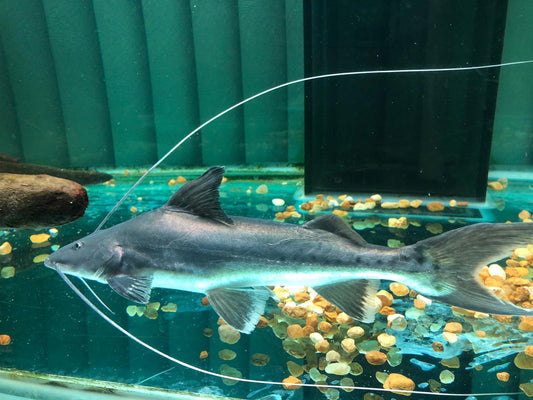 True Piraiba Catfish (Brachyplatystoma filamentosum)