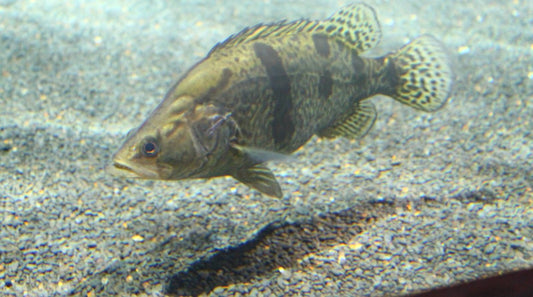 Chinese Perch (Siniperca chuatsi)