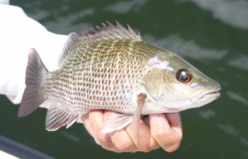Mangrove Snapper (Lutjanus griseus)