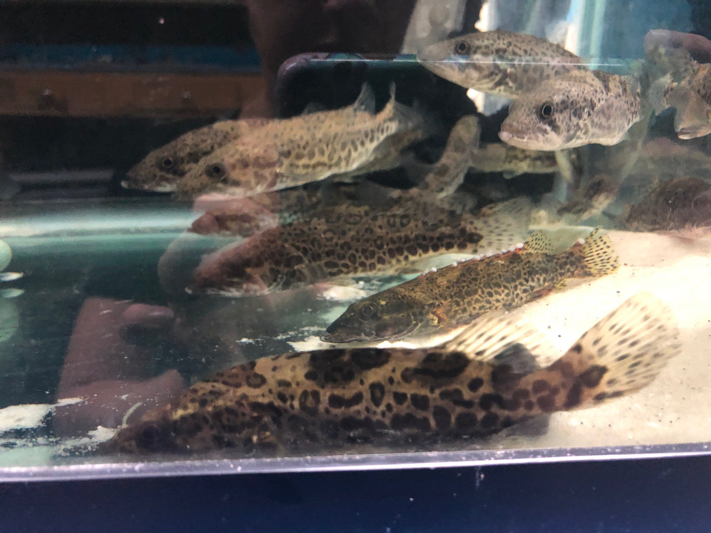 Leopard Mandarin Perch (Siniperca scherzeri)