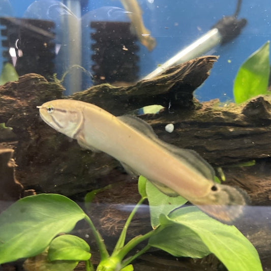 Bowfin (Amia calva)