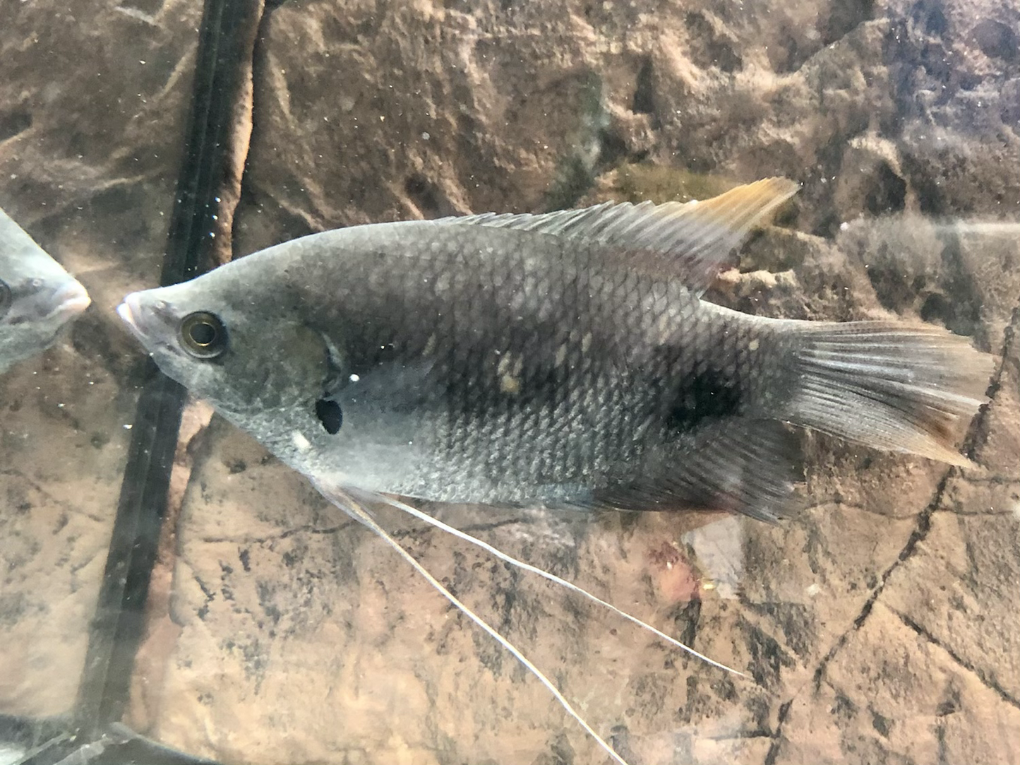 Giant Red Tail Gourami (Osphronemus laticlavius)