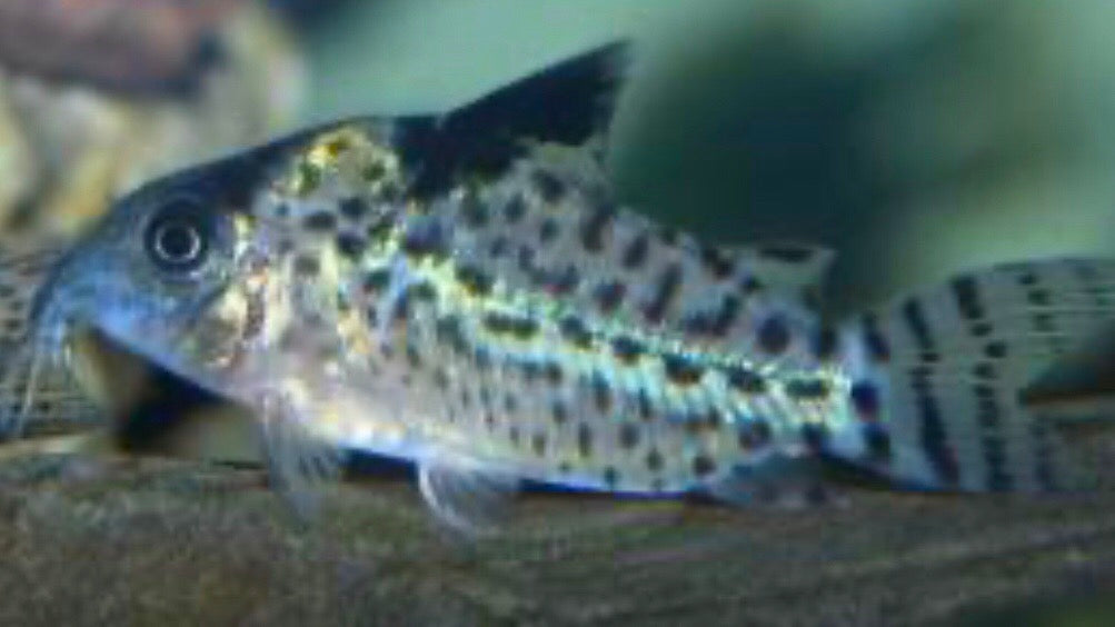 Agassizi Corydoras Catfish (Corydoras agassizii)