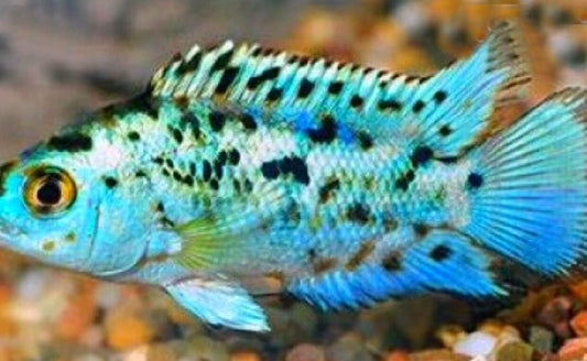 Electric Blue Jack Dempsey Cichlid (Rocio octofasciata)