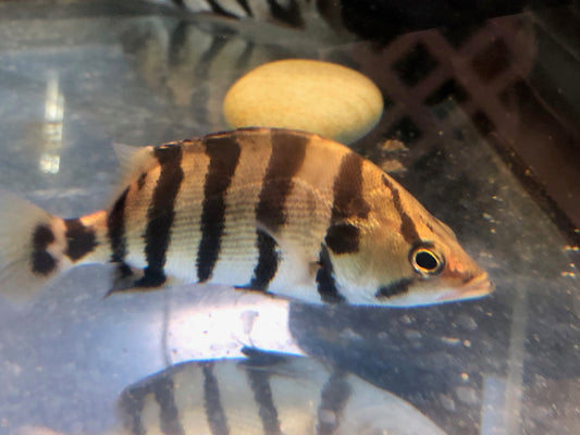 Silver Datnoid Tiger Fish (Datnioides polota)