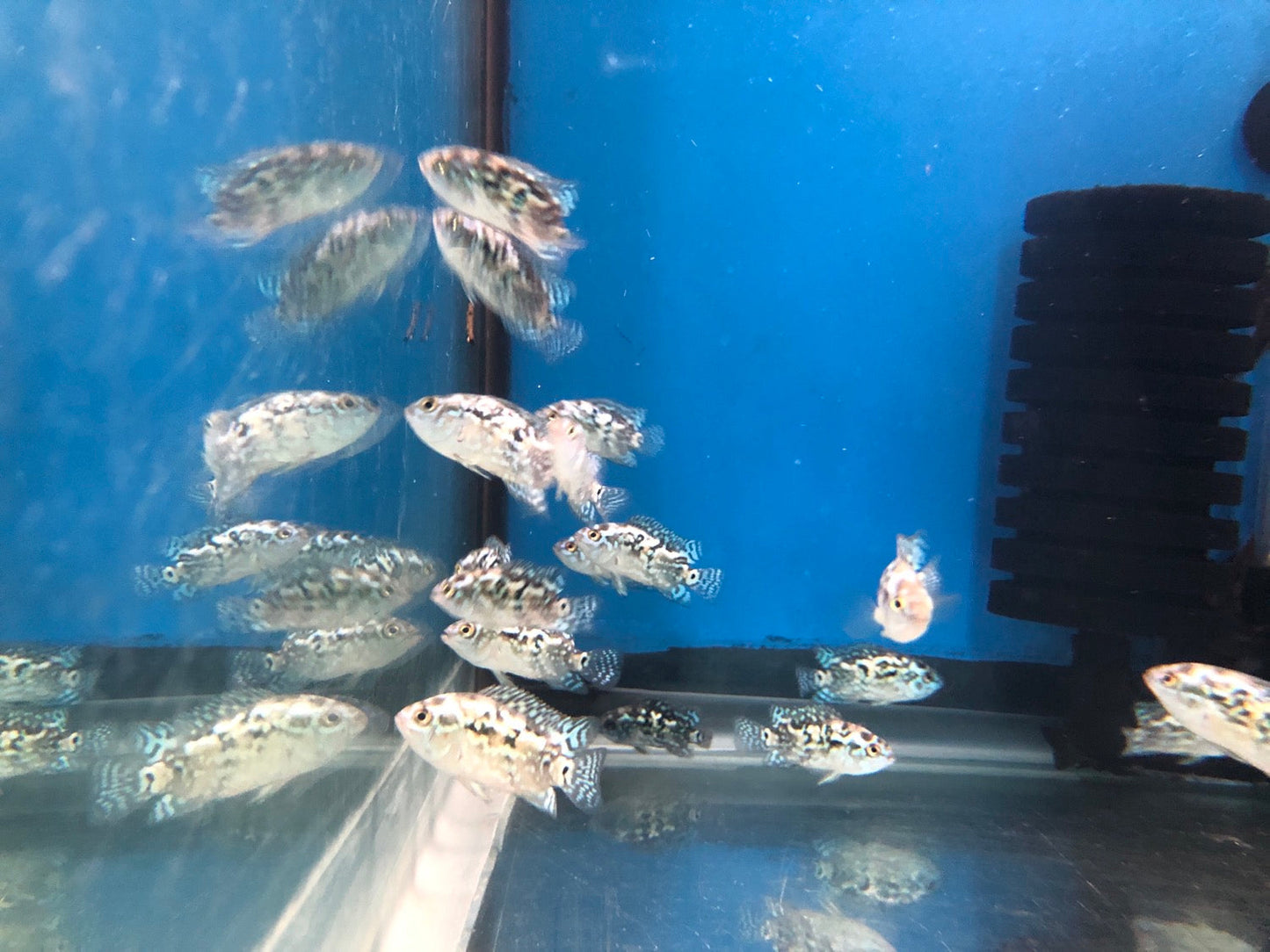 Electric Blue Jack Dempsey Cichlid (Rocio octofasciata)