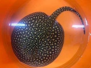 Falkneri Stingray (Potamotrygon falkneri)