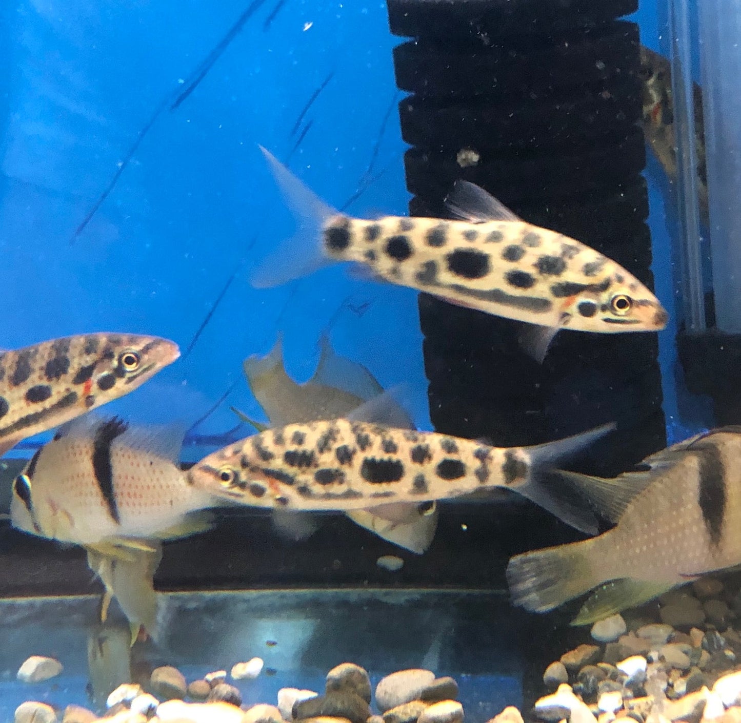 Strawberry Leporinus (Leporinus granti)