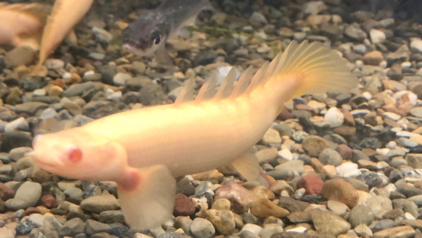 Albino Senegal Bichir (Polypterus senegalus)