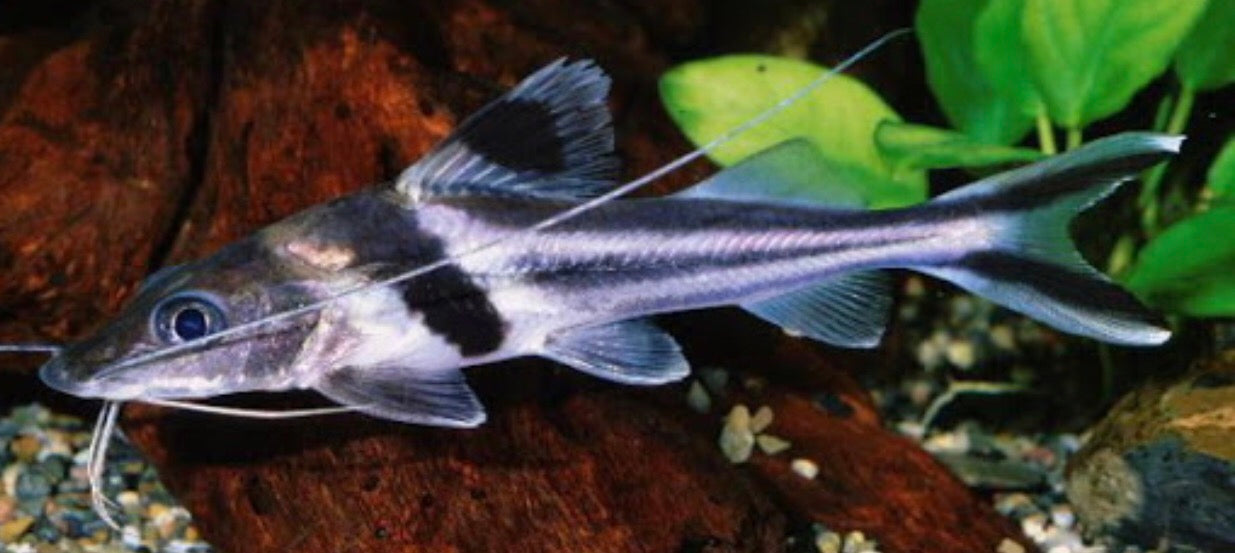 Ornate Catfish (Pimelodus ornatus)