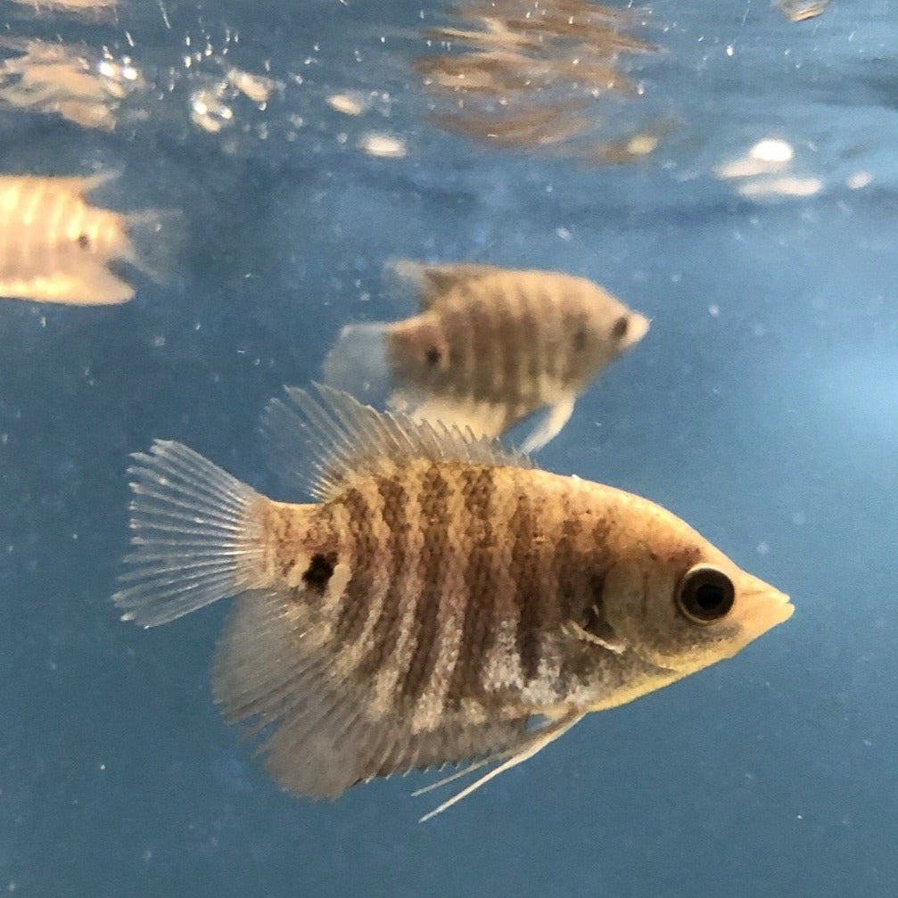 Giant Gourami (Osphronemus gorami)