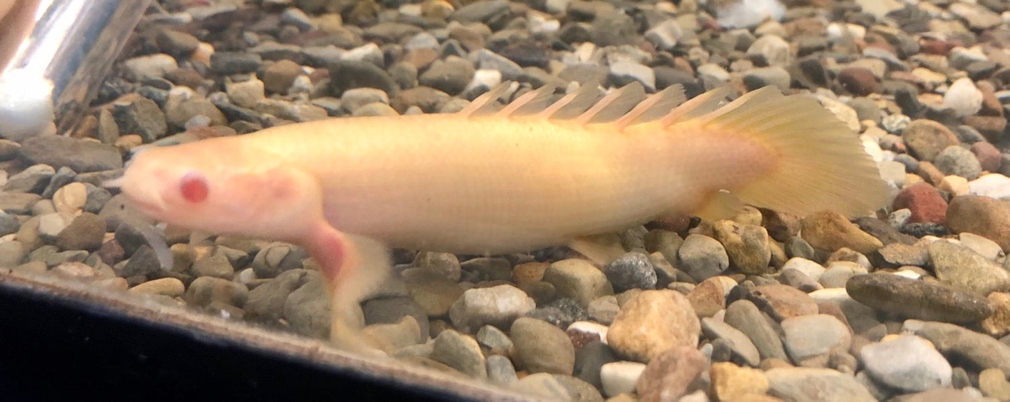 Albino Senegal Bichir (Polypterus senegalus)
