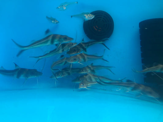 Ornate Catfish (Pimelodus ornatus)