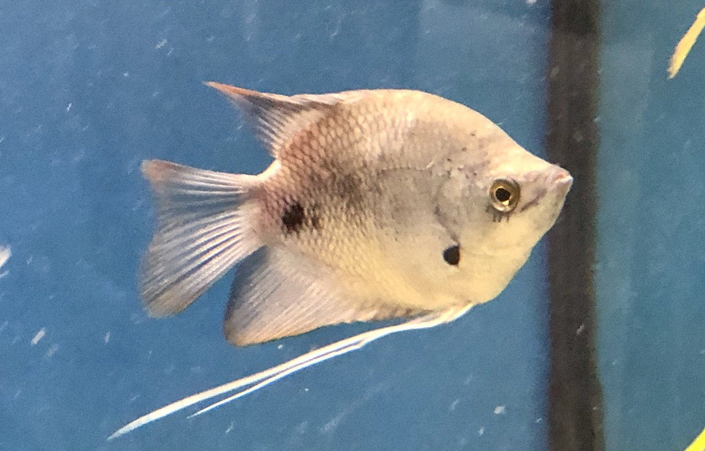 Giant Red Tail Gourami (Osphronemus laticlavius)