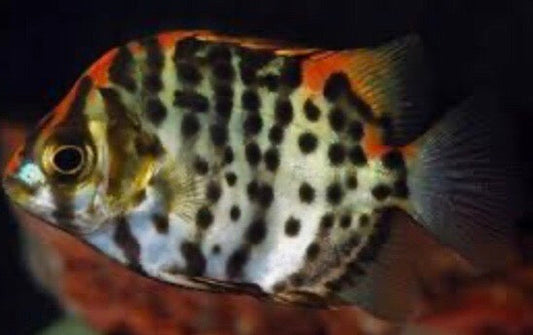 Red Scat (Scatophagus argus)