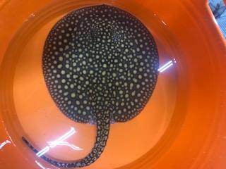 Falkneri Stingray (Potamotrygon falkneri)