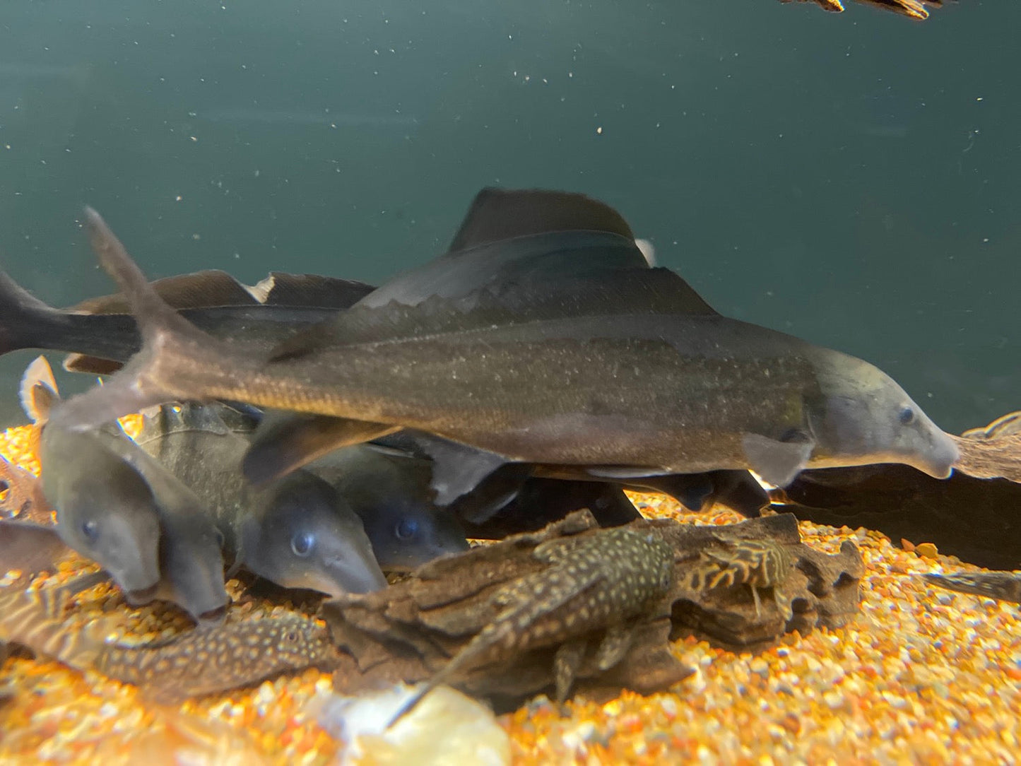 Freshwater Dolphin Fish (Mormyrus longirostris)