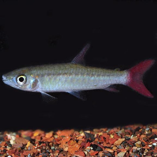 Pinktail Chalceus (Chalceus macrolepidotus)