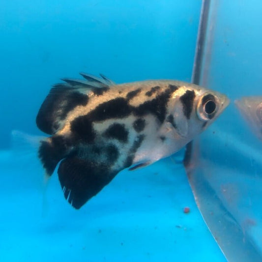 Burmese Clouded Archerfish (Toxotes blythii)