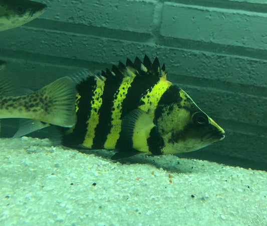 New Guinea Tiger Datnoid / NGT (Datnioides campbelli)