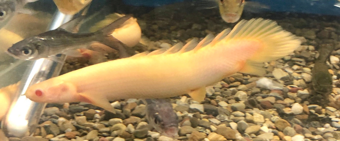Albino Senegal Bichir (Polypterus senegalus)