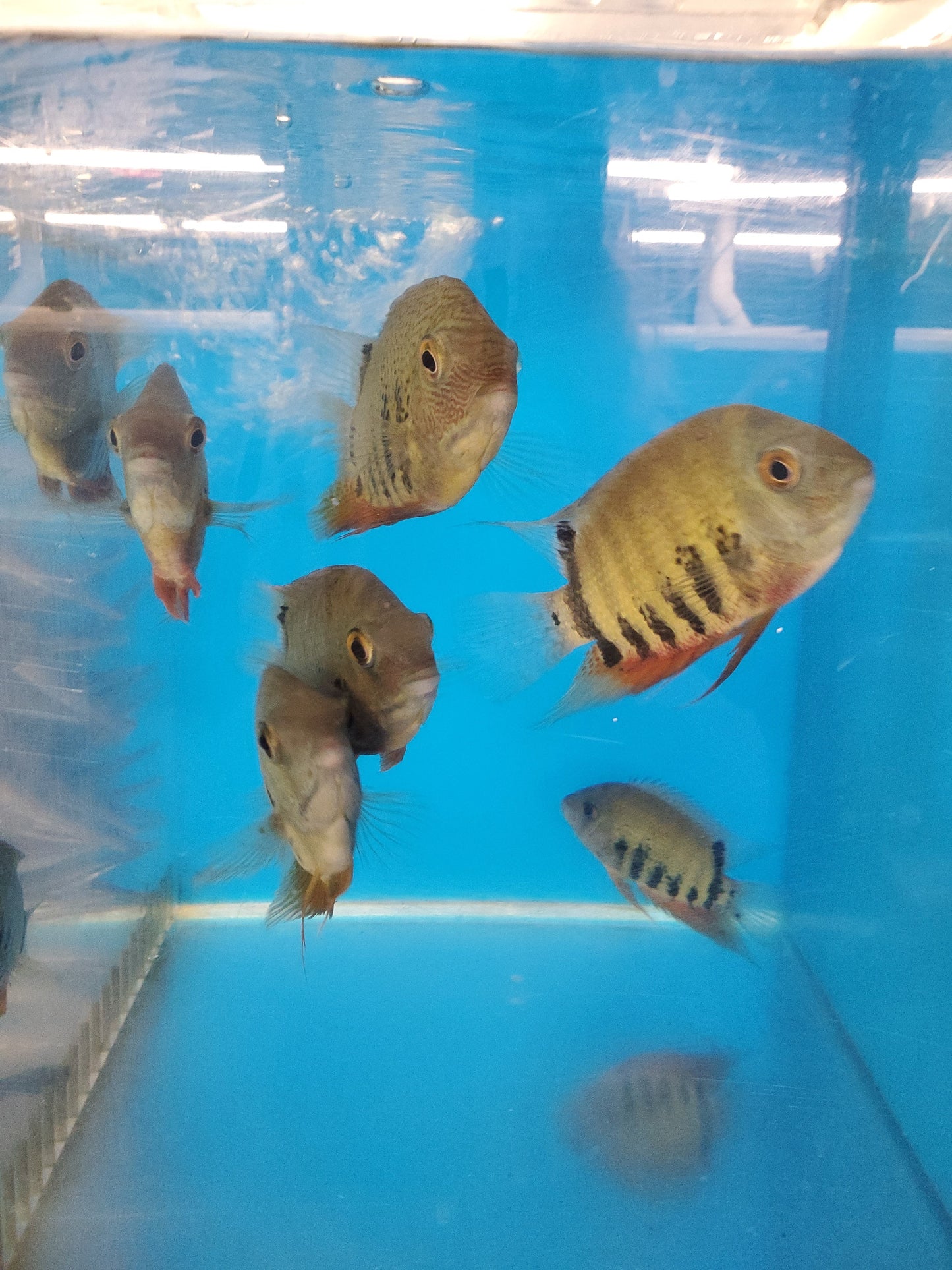 Red Shoulder Green Severum (Heros efasciatus)