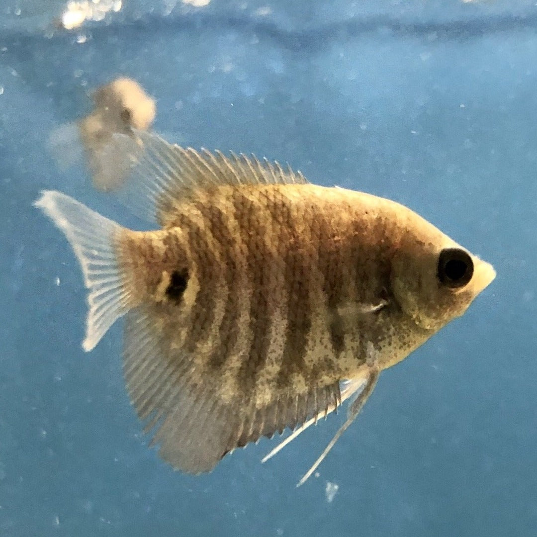 Giant Gourami (Osphronemus gorami)