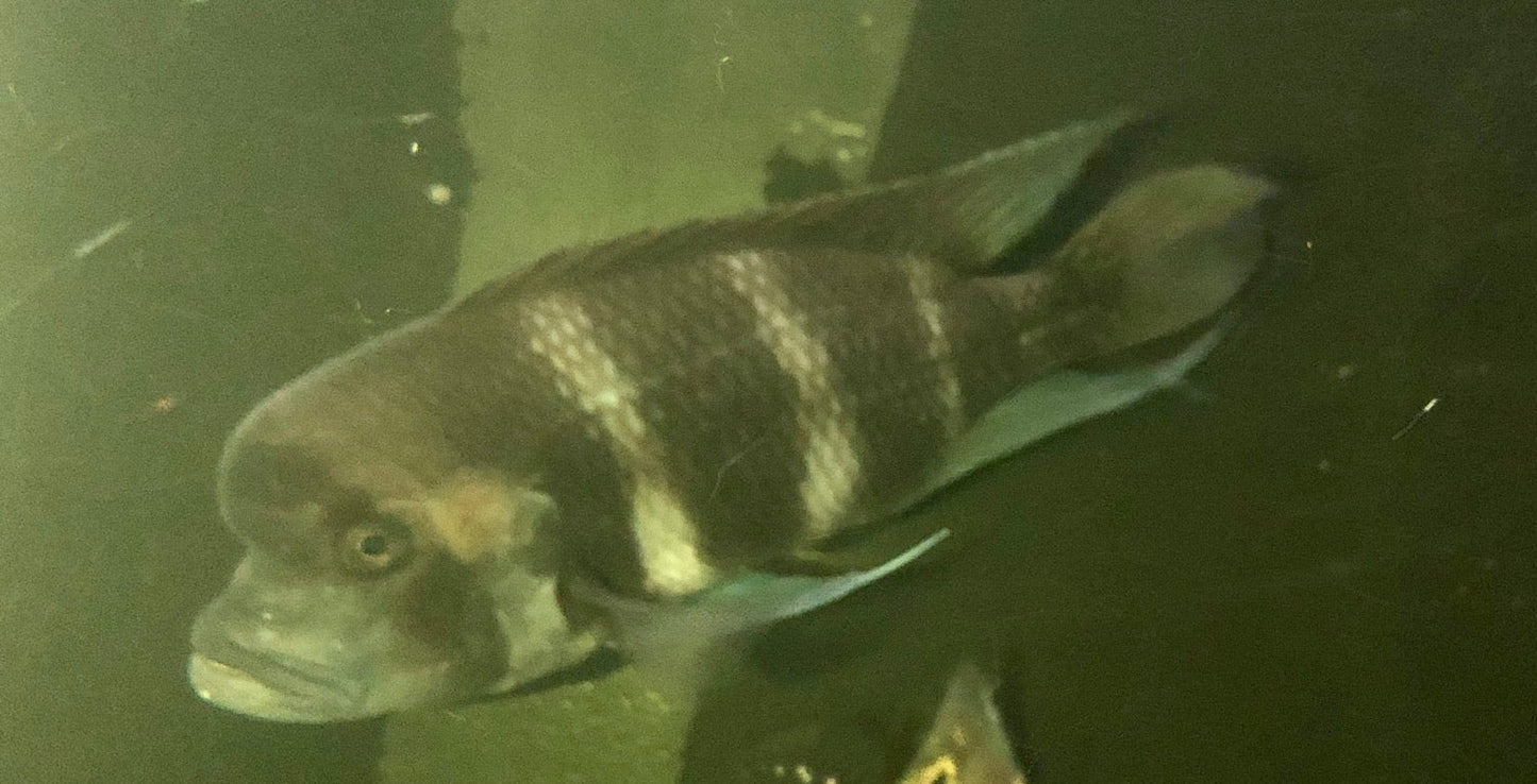 Blue Frontosa (Cyphotilapia frontosa)