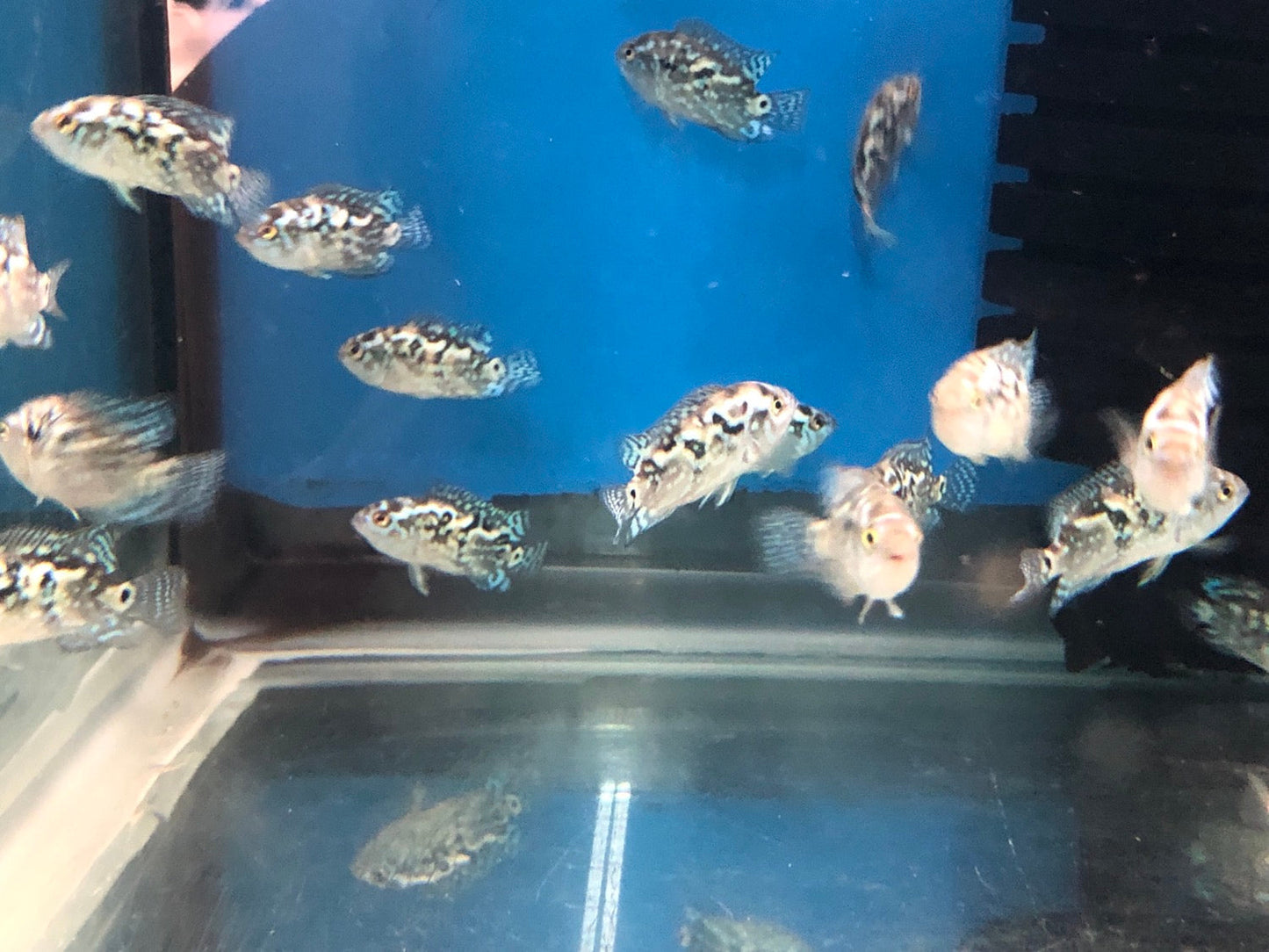 Electric Blue Jack Dempsey Cichlid (Rocio octofasciata)