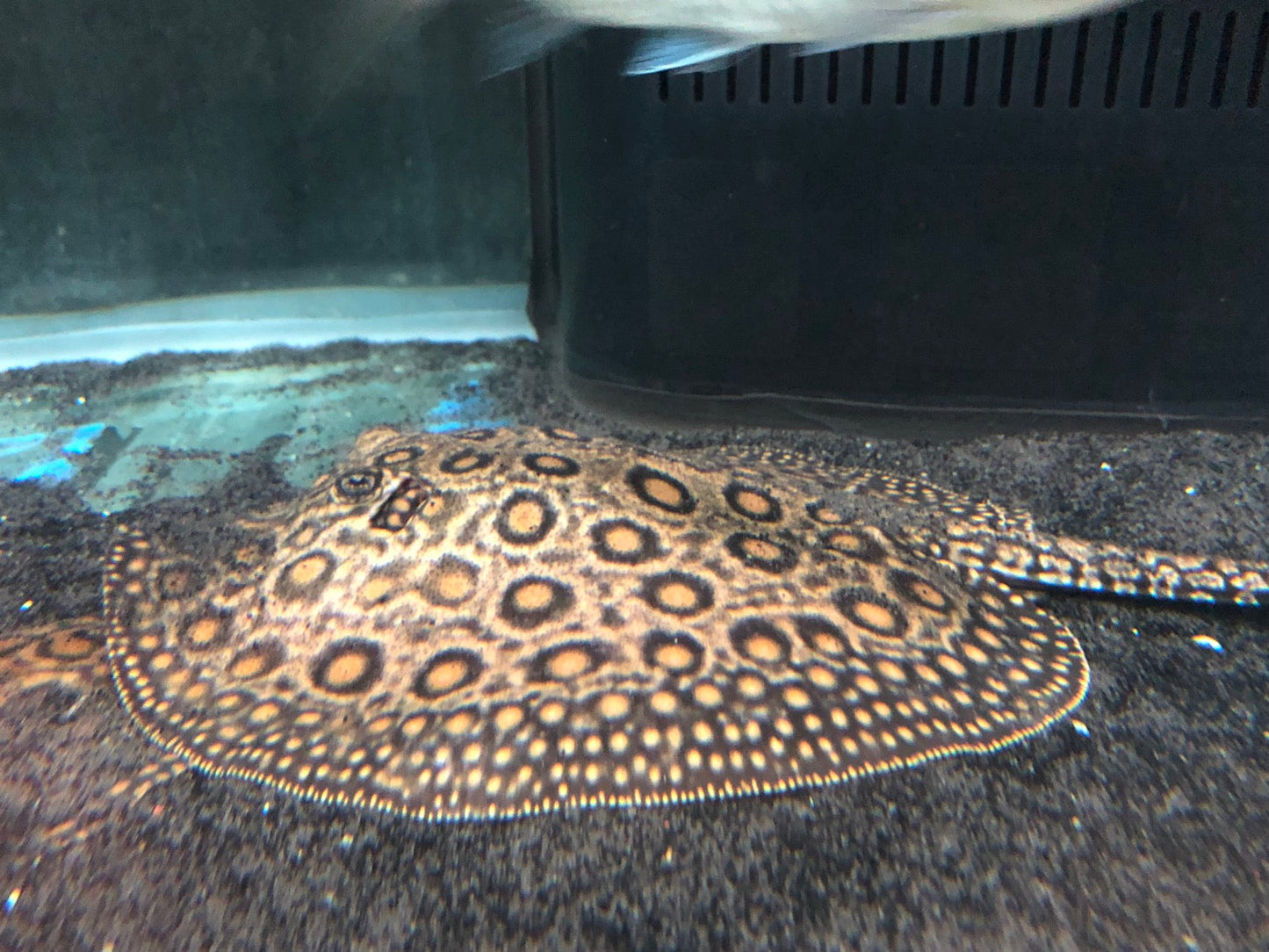 Mini Marble Motoro Stingray