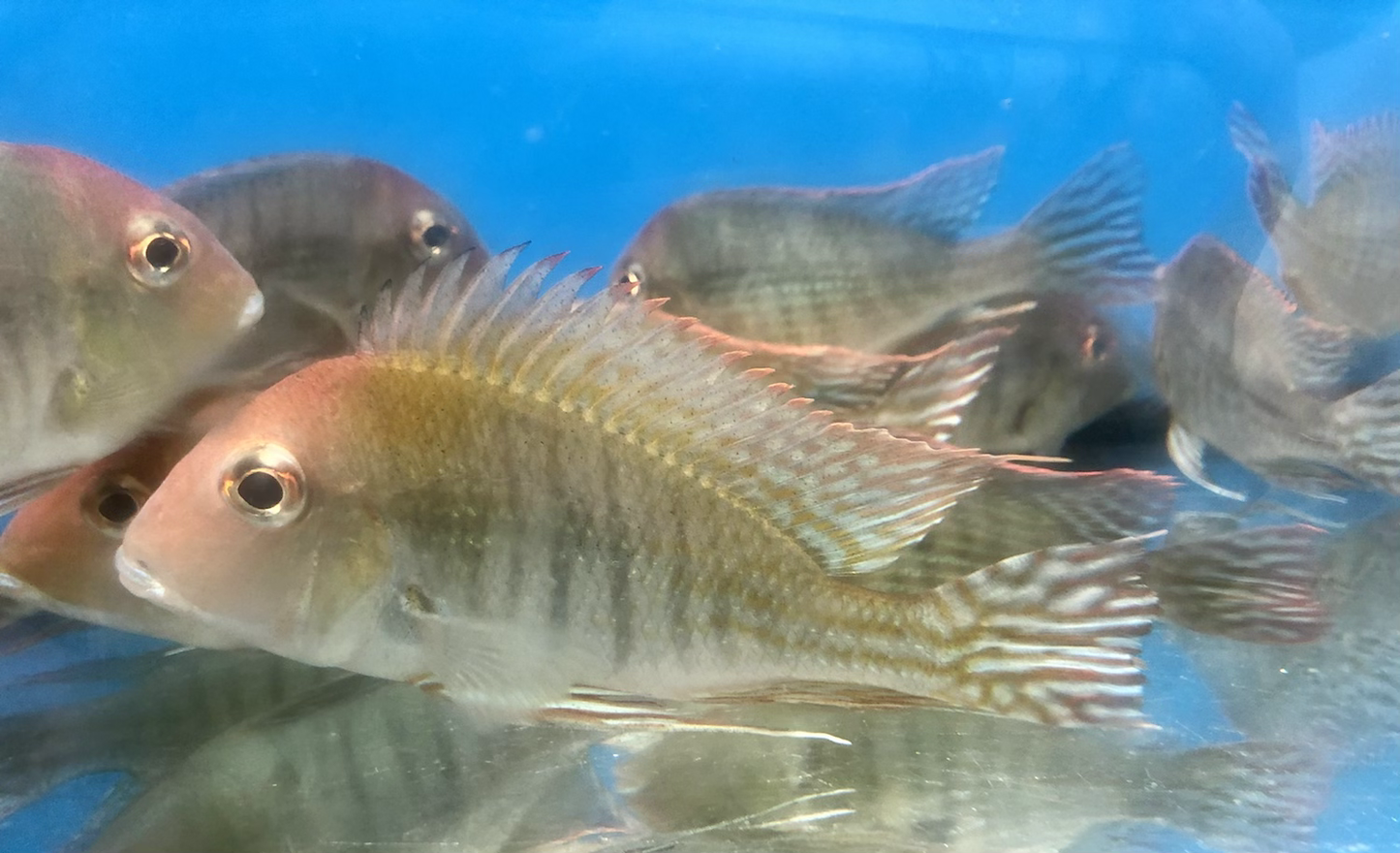 Red Head 'Tapajos' Geophagus (Geophagus sp)