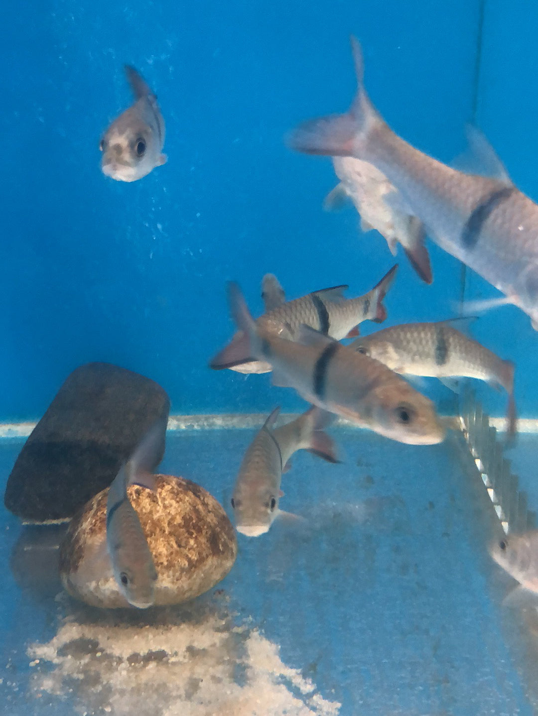 Hampala Barb (Hampala macrolepidota)