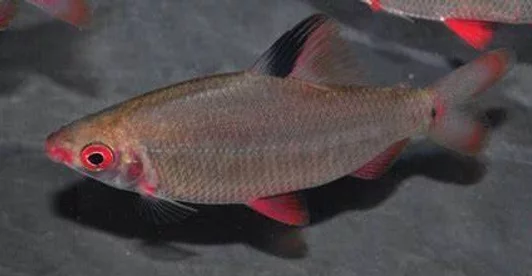 Red and Black Distichodus (Distichodus noboli lefini)
