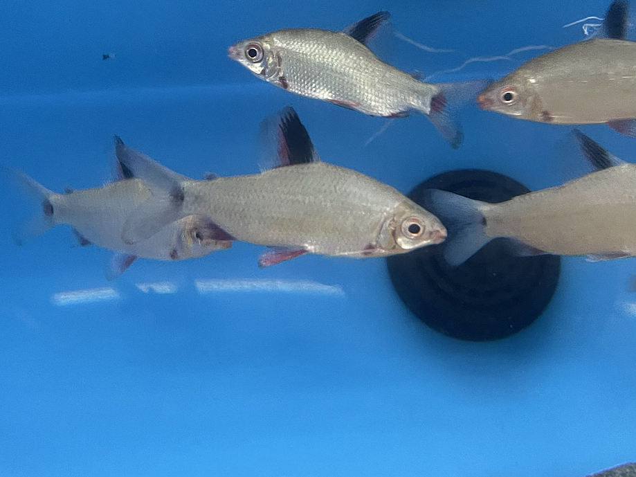 Red and Black Distichodus (Distichodus noboli lefini)