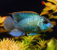 Electric Blue Acara Cichlid (Andinoacara pulcher)