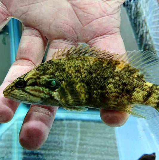 Whiteheadi Chinese Perch (Siniperca whiteheadi)