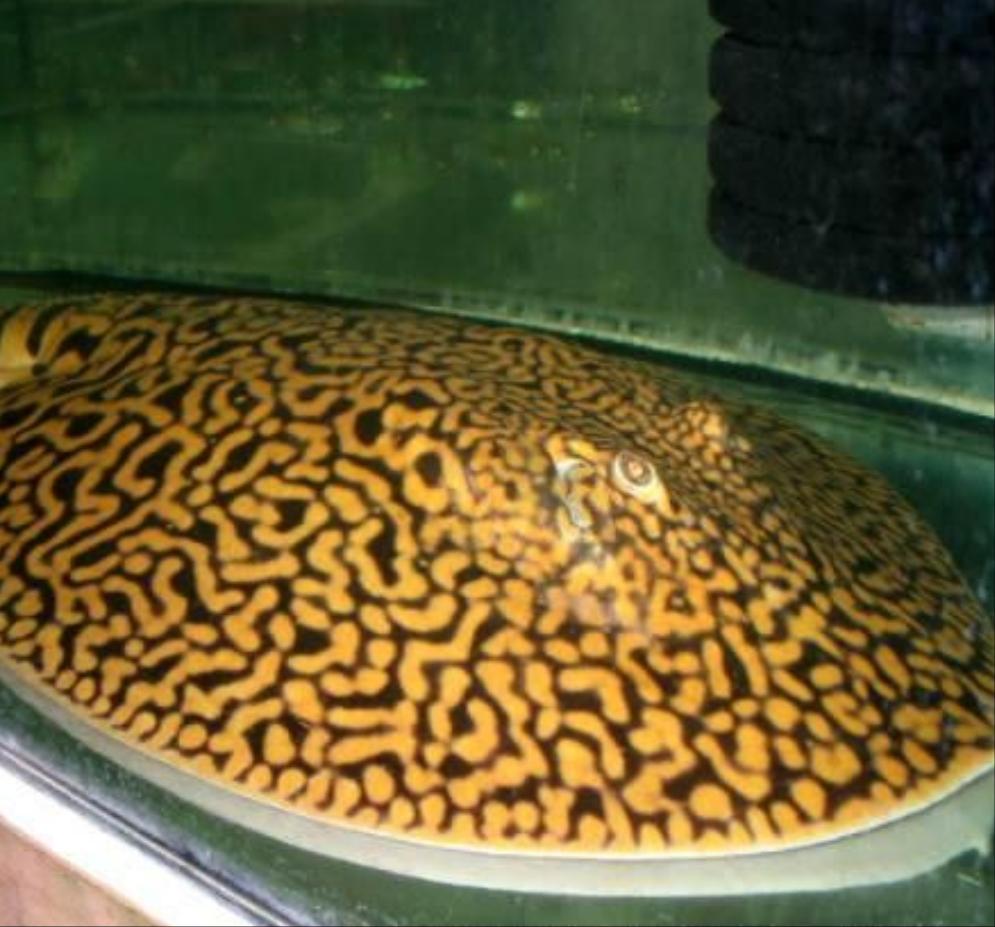Tiger Stingray (Potamotrygon tigrina)