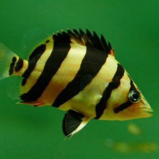 3 Bar Indo Datnoid Tiger Fish (Datnioides microlepis)