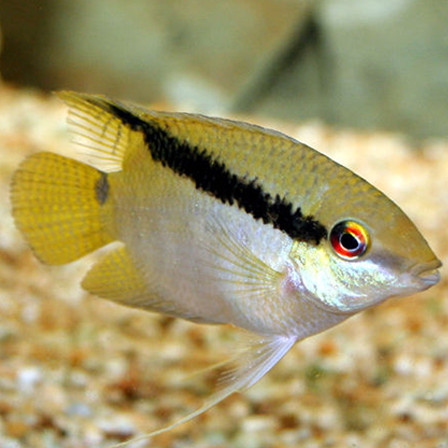 Festivum Cichlid (Mesonauta guyanae)