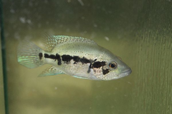 Wolf Cichlid (Parachromis dovii)