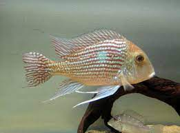 Geophagus Pindare - Wild (Geophagus sp)
