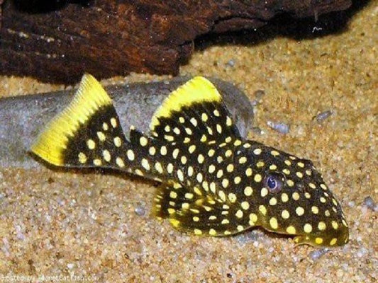 L177 Iriri Yellow Seam Pleco (Baryancistrus xanthellus)