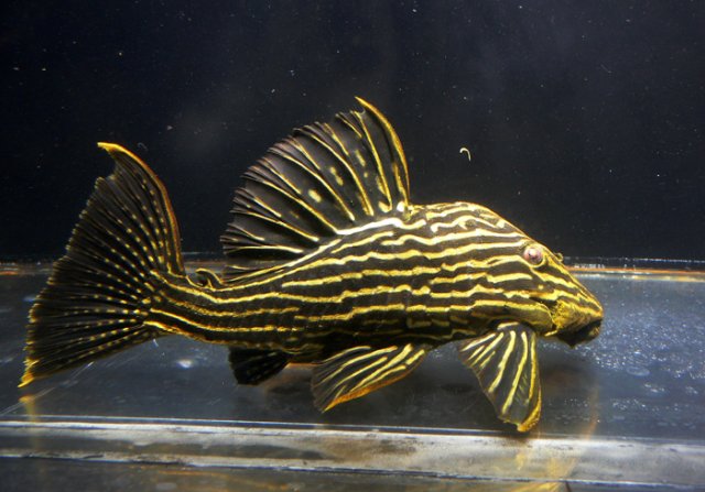 L027 Araguaia Gold Line Royal Pleco (Panaque armbrusteri)
