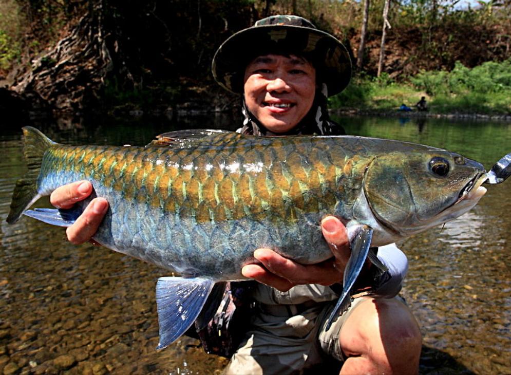 Thai Blue Mahseer (Neolissochilus stracheyi)