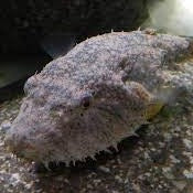 Hairy Puffer (Pao baileyi)